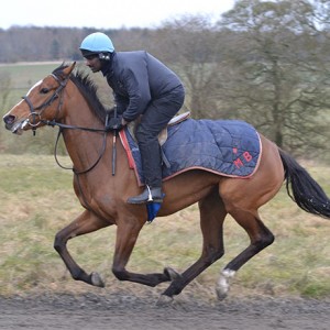 Ask Nellie in training on the gallops